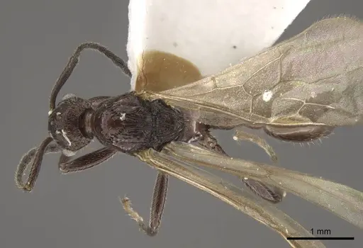 Myrmica rhytida - CASENT0917705