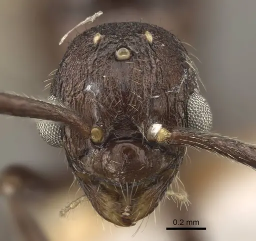 Myrmica rhytida - CASENT0917705