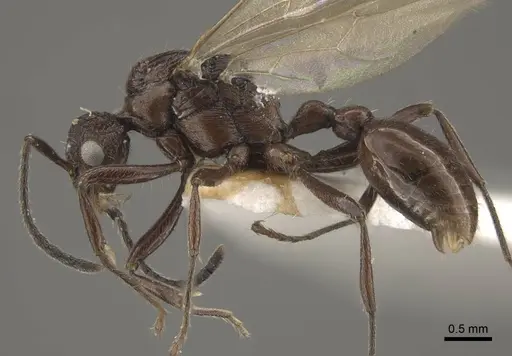 Myrmica rhytida - CASENT0917705