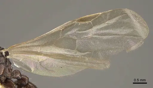 Myrmica rhytida - CASENT0917705