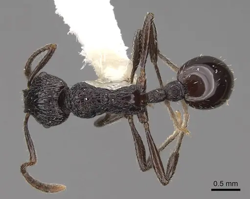 Myrmica rhytida - CASENT0922783