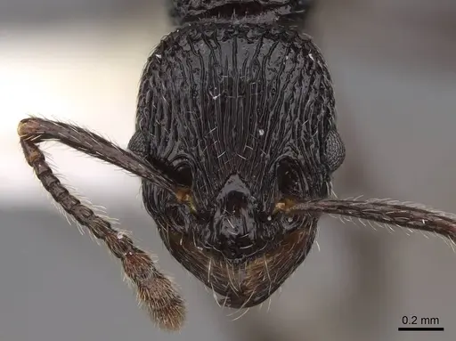 Myrmica rhytida - CASENT0922783