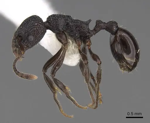 Myrmica rhytida - CASENT0922783