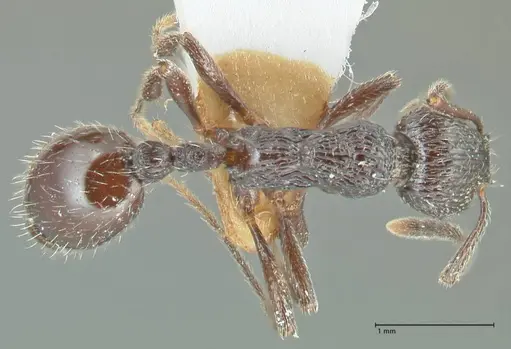 Myrmica rhytida - FOCOL1835-1