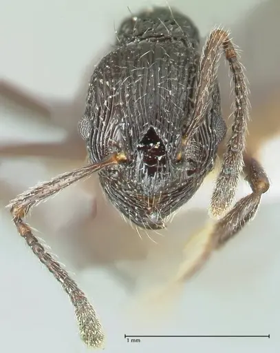 Myrmica rhytida - FOCOL1835-1