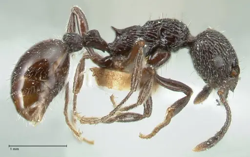 Myrmica rhytida - FOCOL1835-1