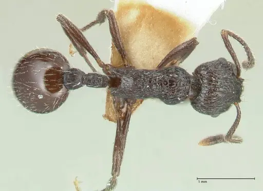 Myrmica rhytida - FOCOL1835-2