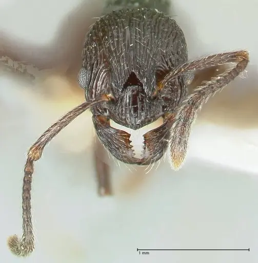 Myrmica rhytida - FOCOL1835-2