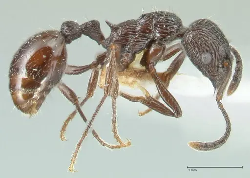 Myrmica rhytida - FOCOL1835-2