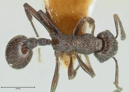 Myrmica rhytida - FOCOL1835-3