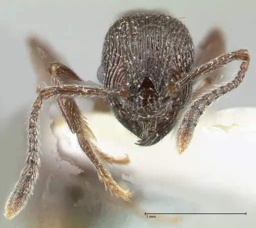 Myrmica rhytida - FOCOL1835-3
