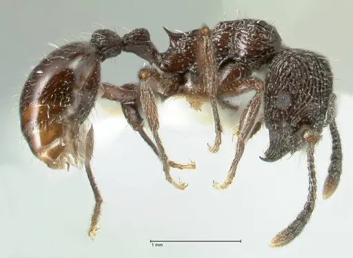 Myrmica rhytida - FOCOL1835-3