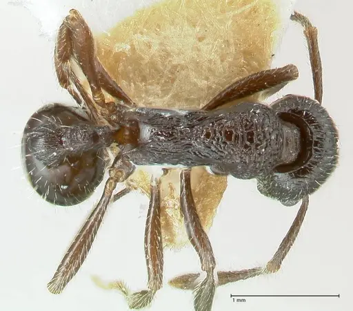 Myrmica rhytida - FOCOL1836-1