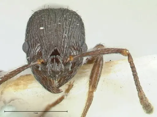 Myrmica rhytida - FOCOL1836-1
