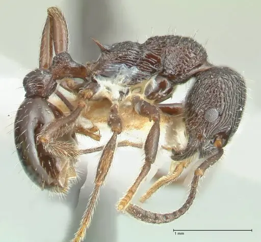 Myrmica rhytida - FOCOL1836-1