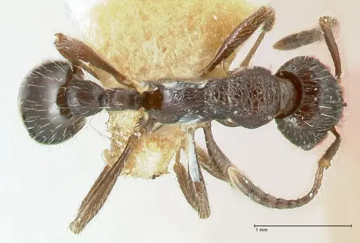 Myrmica rhytida - FOCOL1836-2