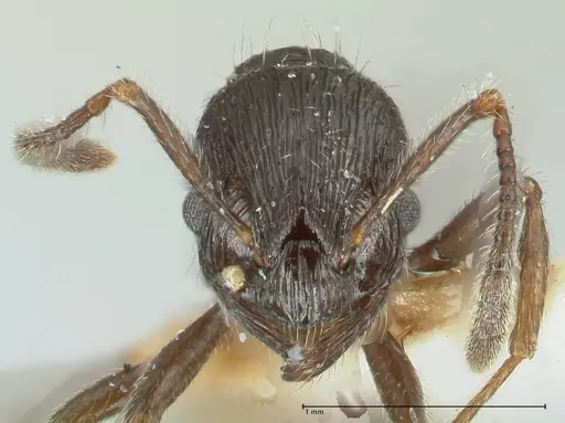 Myrmica rhytida - FOCOL1836-2