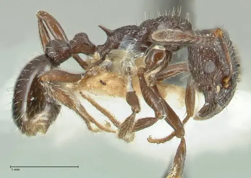Myrmica rhytida - FOCOL1836-2