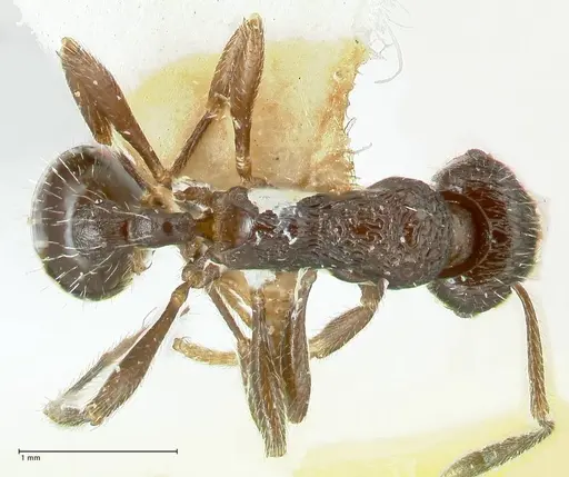 Myrmica rhytida - FOCOL1836-3