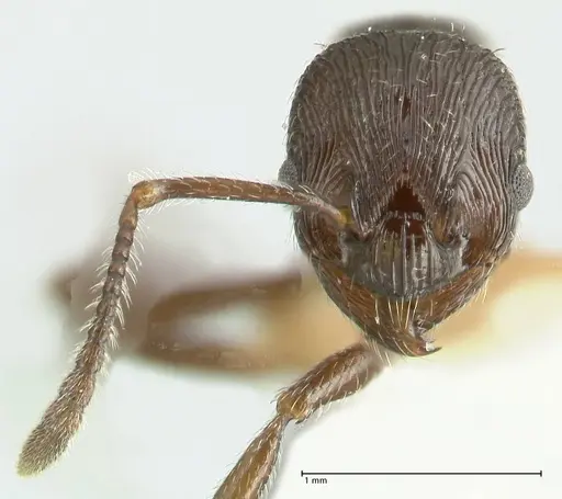 Myrmica rhytida - FOCOL1836-3