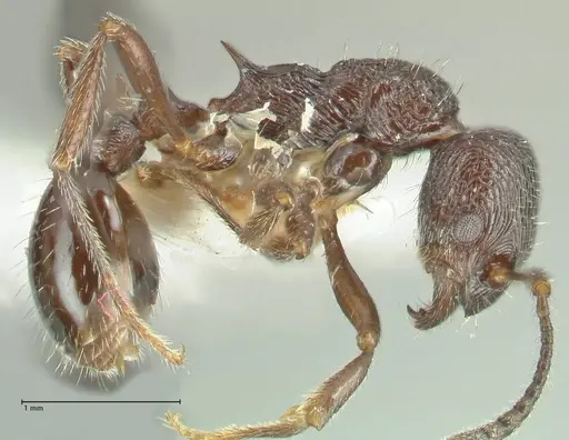 Myrmica rhytida - FOCOL1836-3