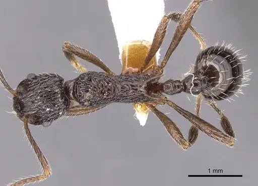 Myrmica rigatoi specimen