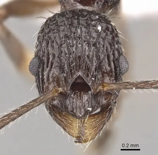 Myrmica rigatoi specimen