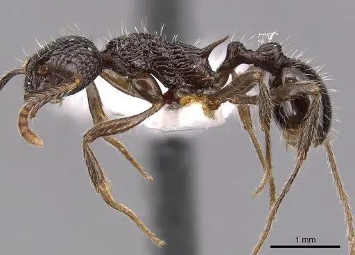 Myrmica rigatoi specimen