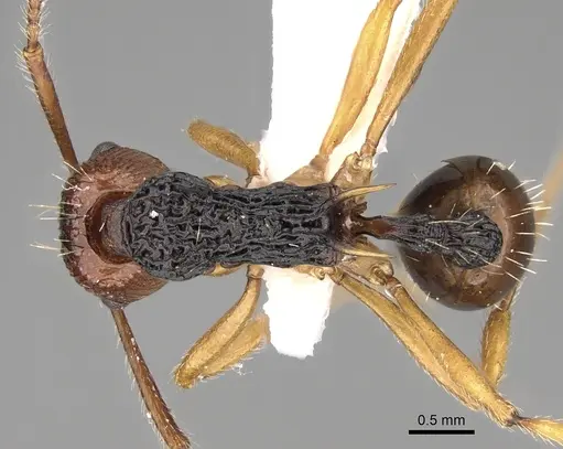 Myrmica ritae specimen