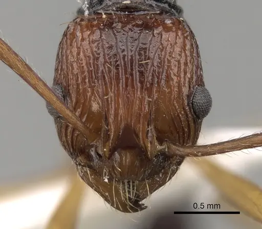 Myrmica ritae specimen