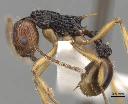Myrmica ritae specimen