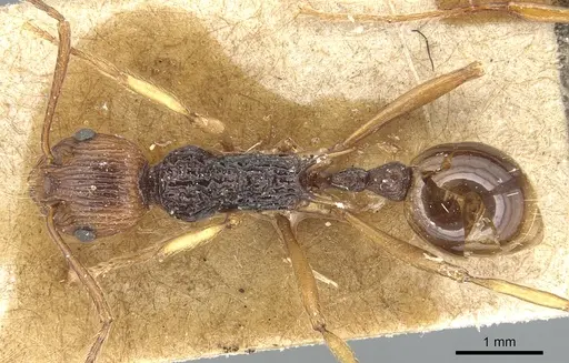 Myrmica ritae - CASENT0904096