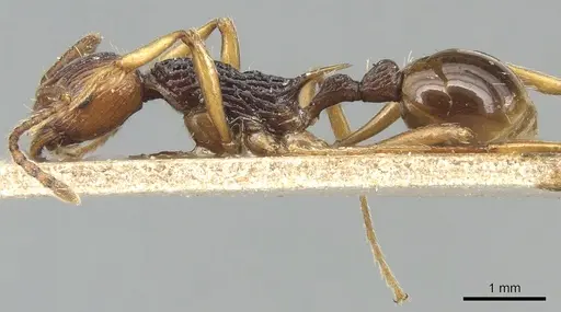Myrmica ritae - CASENT0904096