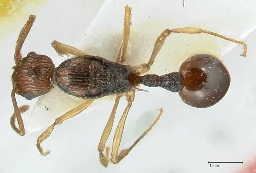 Myrmica ritae - FOCOL1822