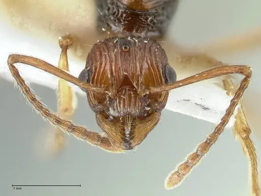 Myrmica ritae - FOCOL1822