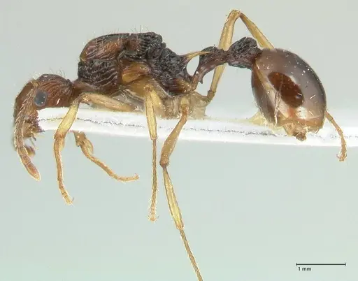 Myrmica ritae - FOCOL1822
