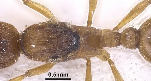 Myrmica rubra specimen