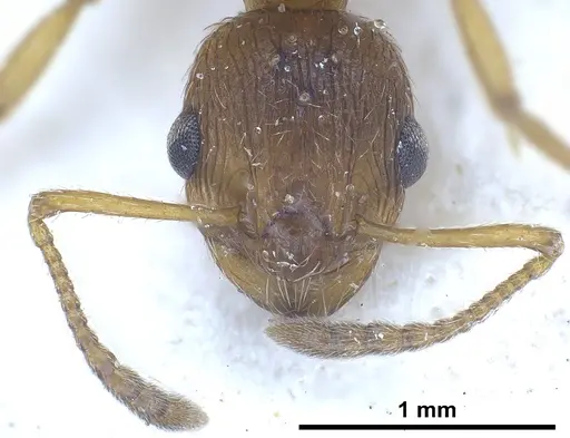 Myrmica rubra specimen