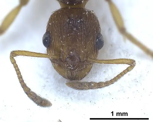 Myrmica rubra - ANTWEB1041282