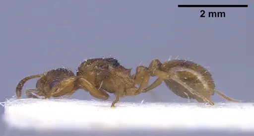 Myrmica rubra - ANTWEB1041282