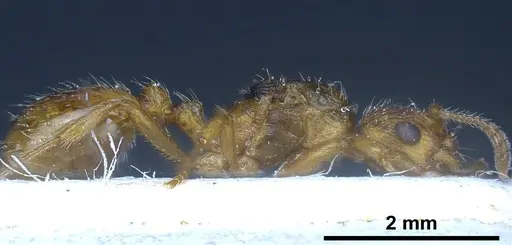 Myrmica rubra - ANTWEB1041282