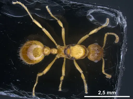 Myrmica rubra - ANTWEB1041366