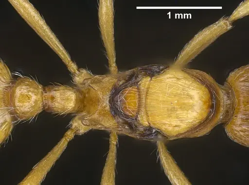 Myrmica rubra - ANTWEB1041366