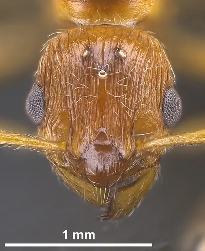 Myrmica rubra - ANTWEB1041366
