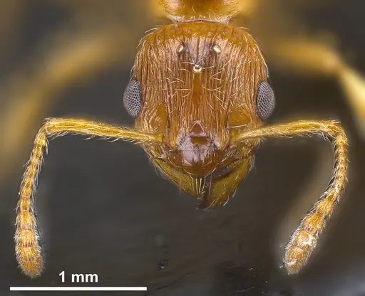 Myrmica rubra - ANTWEB1041366