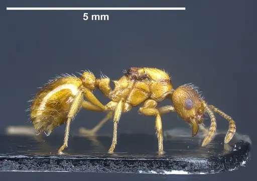 Myrmica rubra - ANTWEB1041366