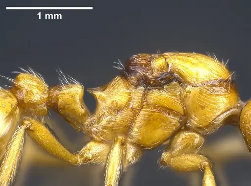 Myrmica rubra - ANTWEB1041366