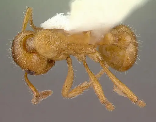 Myrmica rubra - CASENT0010644