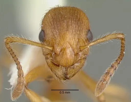 Myrmica rubra - CASENT0010644
