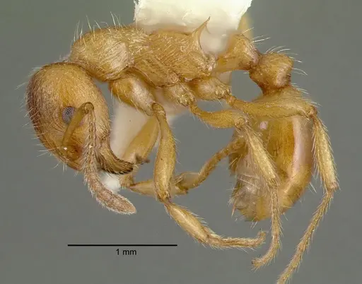 Myrmica rubra - CASENT0010644